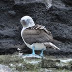 Blue Footed Booby Looking, Galapagos 2012